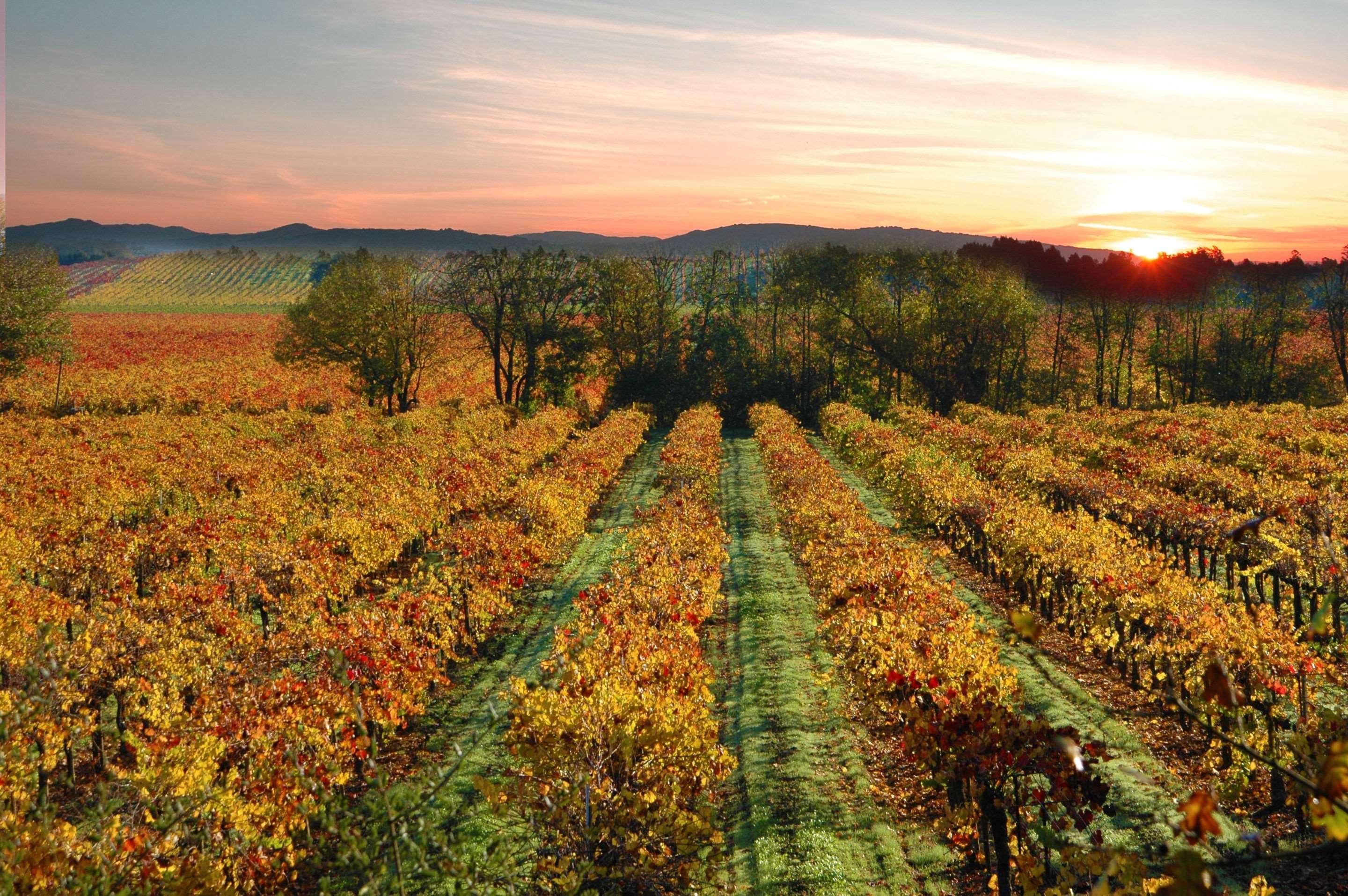 Hotel Centro Sonoma Wine Country, Tapestry Collection Hilton Rohnert Park Exterior foto